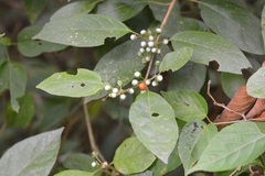 Lycianthes sideroxyloides
