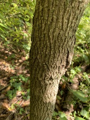 Fraxinus americana