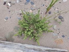 Salsola kali