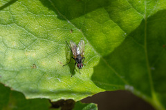 Anthomyiidae
