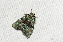 Leuconycta lepidula