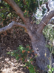 Quercus douglasii
