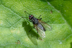 Anthomyiidae
