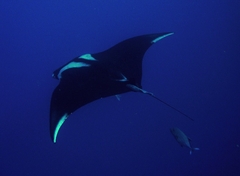 Mobula birostris