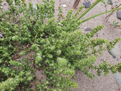 Salsola kali