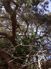 Quercus douglasii