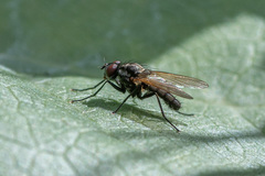 Anthomyiidae