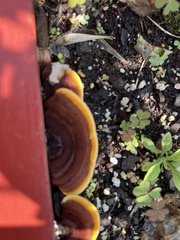 Gloeophyllum sepiarium