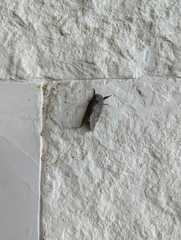 Syssphinx heiligbrodti