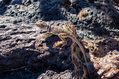 Crotaphytus collaris
