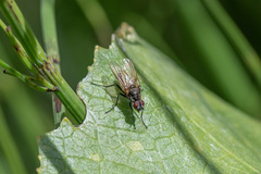Anthomyiidae
