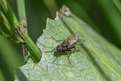 Anthomyiidae