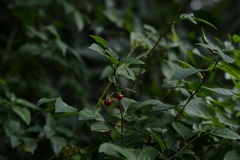 Lycianthes tricolor