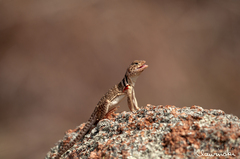Crotaphytus collaris