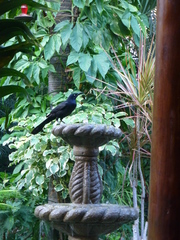 Quiscalus mexicanus