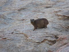 Procavia capensis capensis