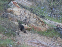 Herpestes pulverulentus