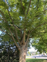 Zelkova
