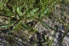 Triglochin palustris