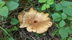 Paxillus rubicundulus