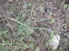 Verbena canescens