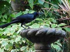 Quiscalus mexicanus