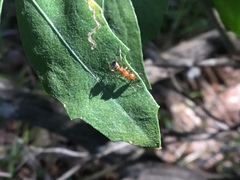 Camponotus snellingi