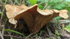 Paxillus rubicundulus