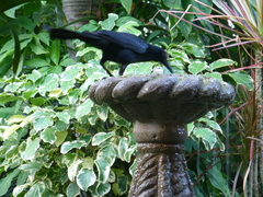 Quiscalus mexicanus