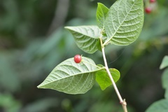 Lycianthes tricolor