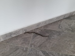 Atractus crassicaudatus