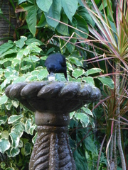 Quiscalus mexicanus