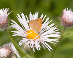 Tharsalea dorcas sangremar