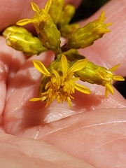 Solidago erecta