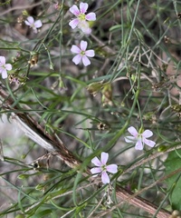 Petrorhagia saxifraga