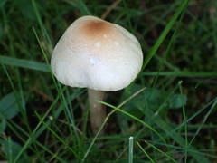 Lepiota