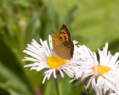 Tharsalea dorcas sangremar