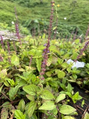 Coleus