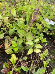 Coleus