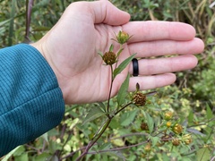 Bidens frondosa