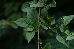 Lycianthes tricolor