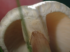 Lepiota