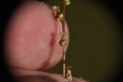 Triglochin palustris