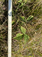 Rubus flagellaris