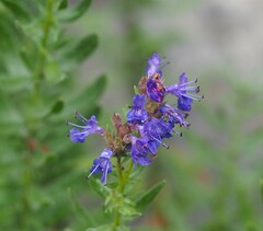 Hyssopus officinalis