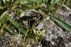 Triglochin palustris