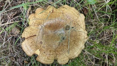 Paxillus rubicundulus