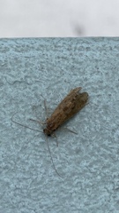 Hydropsyche contubernalis