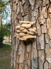 Climacodon septentrionalis