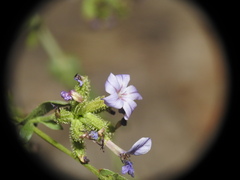 Plumbago europaea